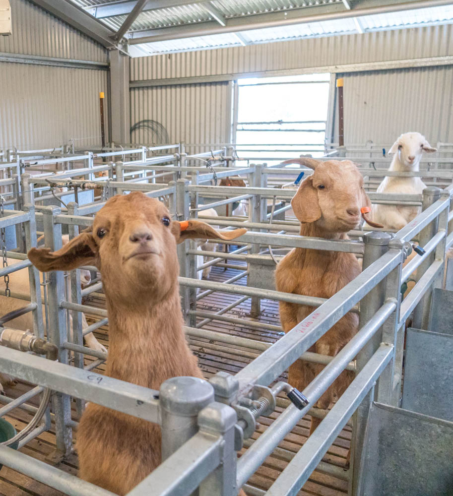 Goats in stalls