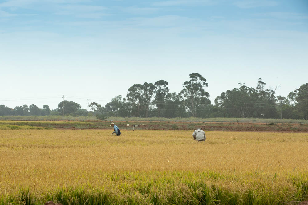 Rice field
