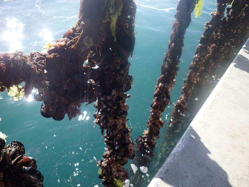Aquaculture lease