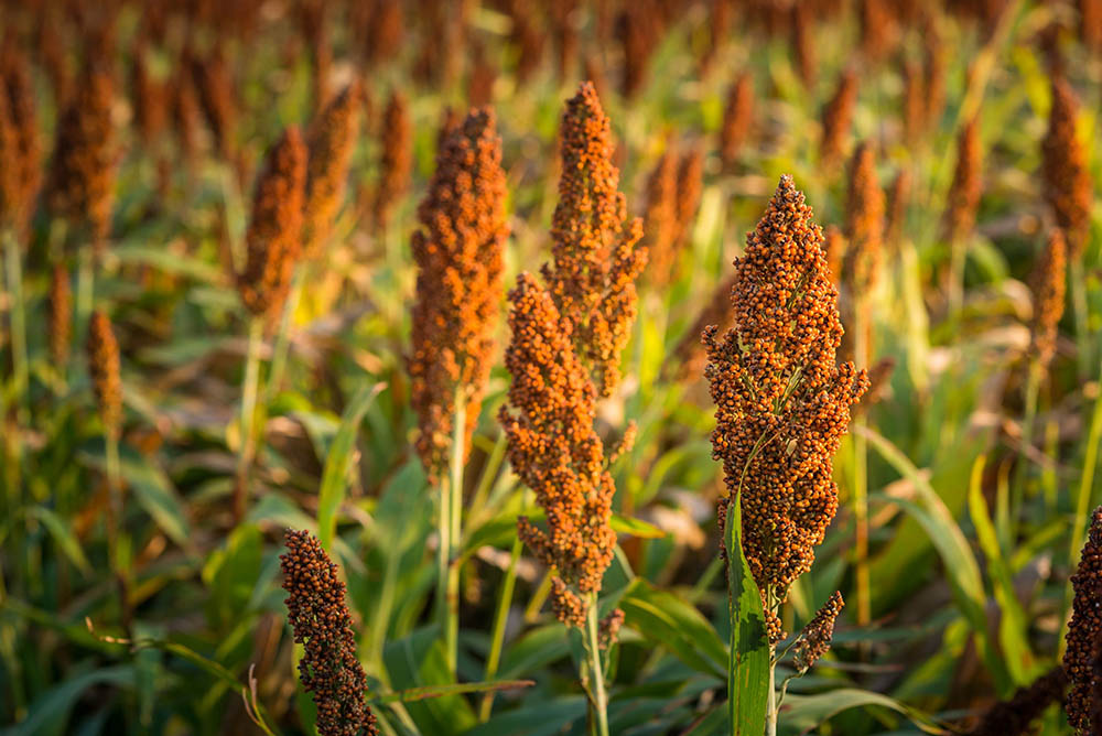 Sorghum in a field