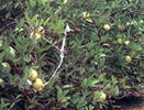 Nitrogen deficient trees