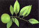 Manganesium deficient branch