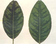 Manganese deficiency