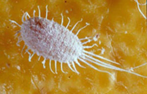 Long tailed mealy bug