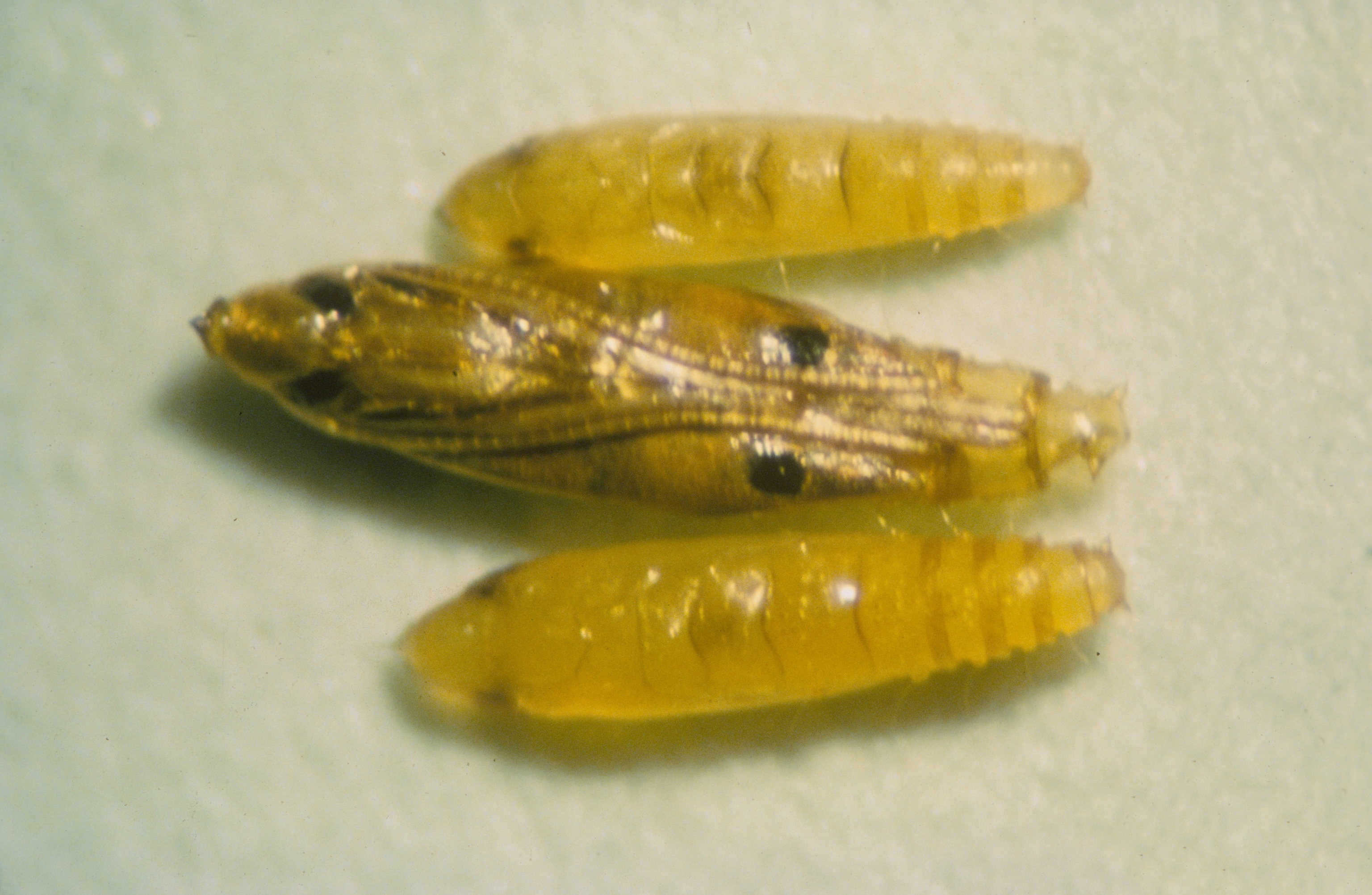 Figure 8. Citrus leaf miner (Phyllocnistis citrella) pupa. Photo: JW Lotz, Florida Department of Agriculture and Consumer Services, Bugwood.org.