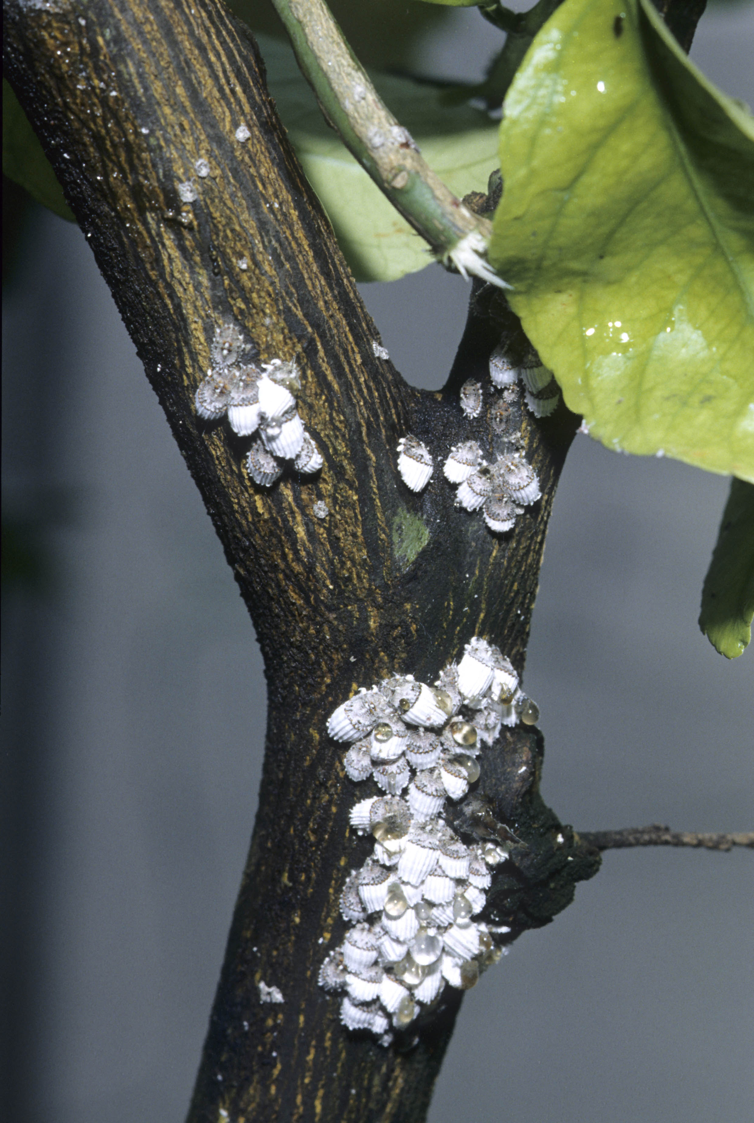 Figure 3. Cottony cushion scale excrete honeydew, which encourages sooty mould growth.