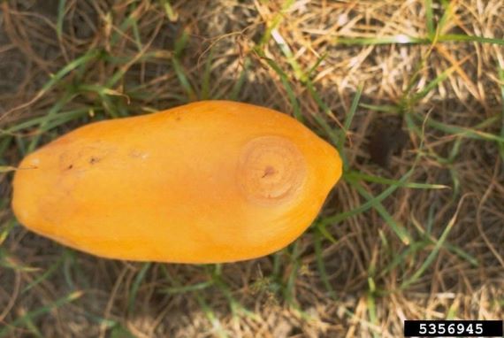 Figure 3 Damage from Oriental fruit fly on a papaya making a puncture mark and water spot-like rings. Orange papaya fruit on the ground. Fruit has a circular wet bruise type marking