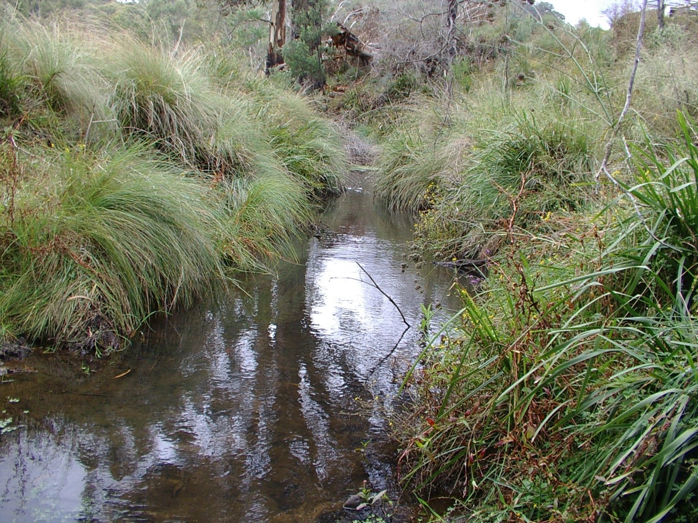 Habitat of E. vesper