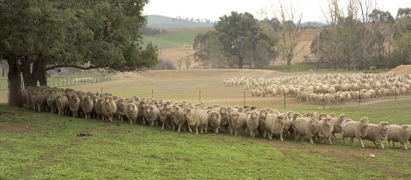 Sheep in a field
