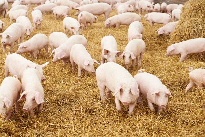 Pork