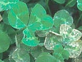 Pythium