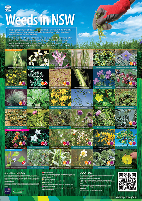 Industry Insights weeds poster showing images to help identify weeds in NSW
