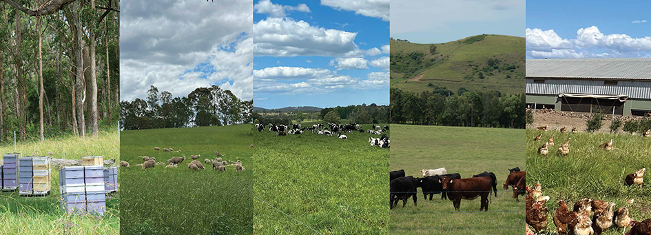 Collage of images from Tocal enterprises from left honeybees, sheep, dairy, beef cattle, eggs