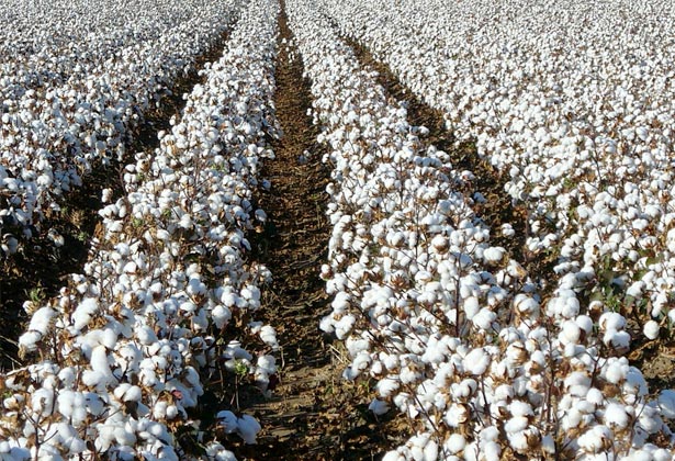 Cotton ready for harvest