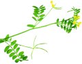 Slender serradella 