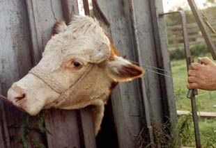 Dehorning a cow