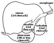 Goat stomach