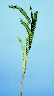 Paspalum