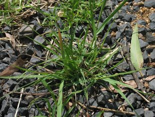 Slender rats tail grass