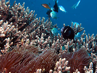 Ersotts reef