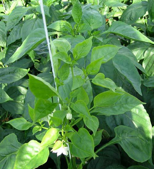 Figure 5. Capsicum plant (foreground) infected with Candidatus Liberibacter solanacearum (Image: Dr Lia Liefting, MPI) Capsicum plant (foreground) leaves are pale green, tappered and slightly cupped compared with the normal capsicum plants in the background