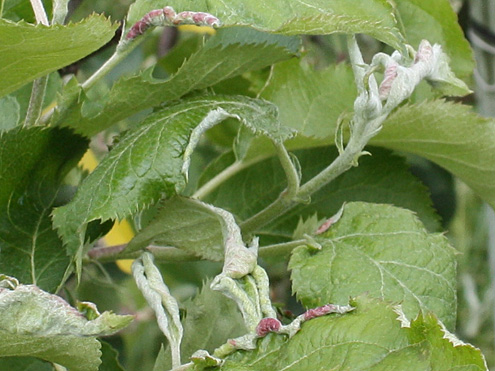 Figure 1 Damage caused by apple leaf curling midge (Image: Washington State University) Leaves of an apple tree, some healthy, others are distorted, rolled and discoloured