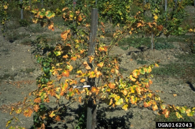 Figure 1. Scorched leaves on infected grapevine (Image: Alex H. Purcell, University of California, Berkeley, Bugwood.org) Grapevine with leaves that have yellowed