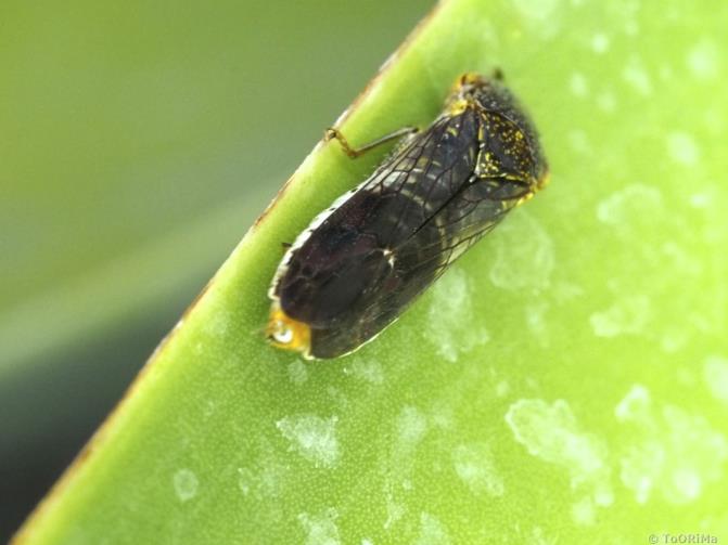 Figure 3. Glassy-winged sharpshooter and ‘leafhopper rain’ on a leaf (Image: Ken Peek, Alameda County Department of Agriculture) Glassy winger sharpshooter on a leaf covered with 'leafhopper rain'. The leaf hopper rain is apparent as dried water droplet stains that leave behind a white residue on the surface of the leaf.