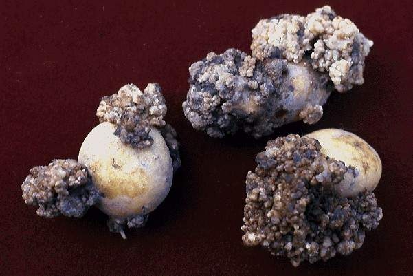 Figure 1. Tubers with potato wart (Image: Hans Stachewicz, Institut für Pflanzenschutz in Ackerbau und Grünland) Potato tubers with wart like growths protruding from the surface