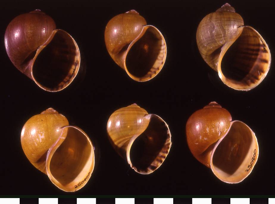 Figure 2. Range of shell colours and banding variations within a single population of golden apple snail. Scale bar: 1cm (Image: Robert Cowie, University of Hawaii) 6 snail shells ranging in colour from purple-brown, grey-brown and yellow-brown