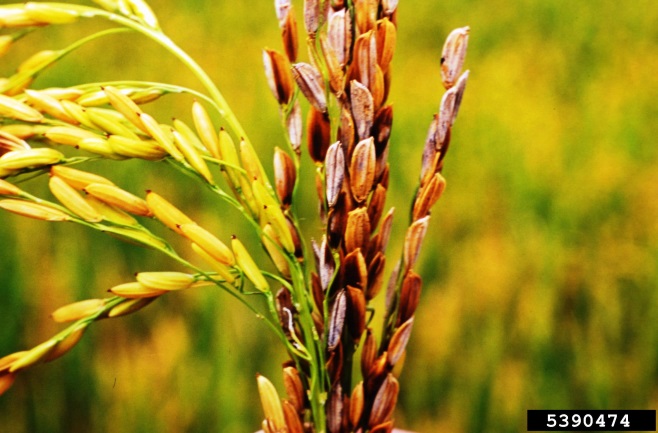 Figure 1. Rice infected with bacterial panicle blight (Image: Donald Groth, Louisiana State University AgCenter, Bugwood.org) Seed head of a rice plant with some seeds brown and upright, indicating they are diseased