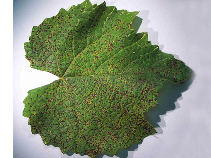 Figure 1. Grapevine leaf rust symptoms on a grape leaf (Image: Andrew M. Daly DPIFM, PaDIL) Green grape leaf with many small reddish-brown spots covering the upper surface
