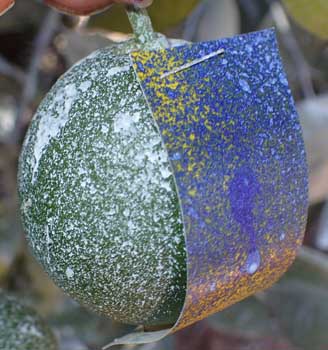 A fruit with water sensitive paper sprayed with a kaolin clay mixture.