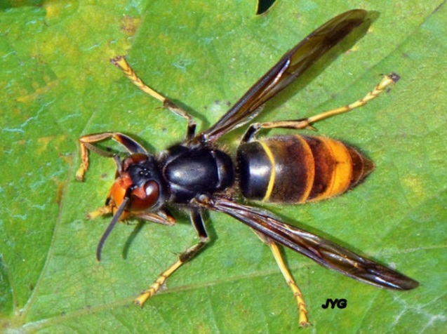 Asian hornet on a leaf, overhead shot of the hornet with a fine yellow band on its abdomen