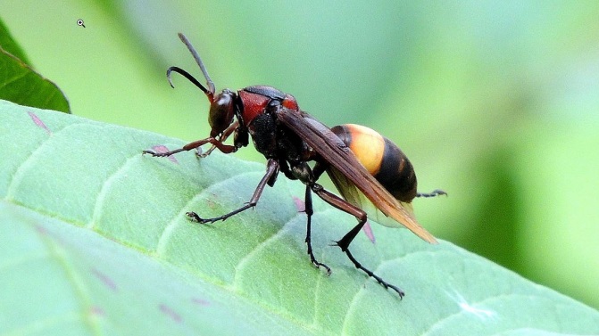 Lesser banded hornet on a leaf, this is the geographic form found in Hong Kong which is mainly black but the head and thorax  have a reddish brown colouring