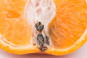 A close up of Black core rot in imperial mandarin