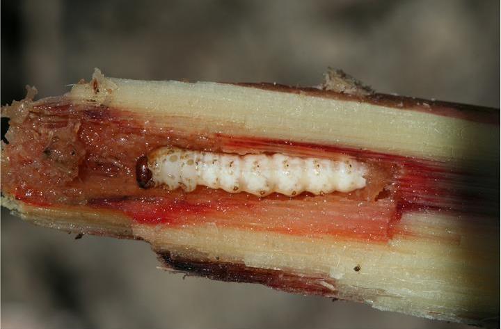 A cut plant stem revealing a tunnel and a small white caterpillar with a brown head