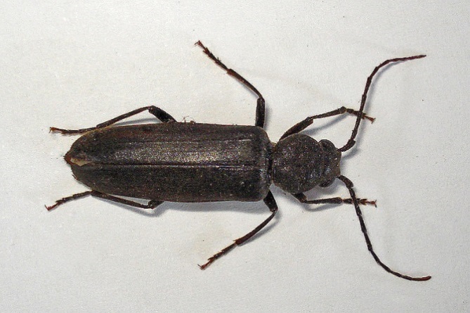 Figure 1 Adult burnt pine longhorn beetle (12−30 mm) (Image: Phil Bendle, T.E.R.R.A.I.N, NZ) a large black beetle with black legs and black curved antennae