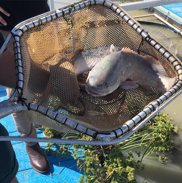 Murray Cod