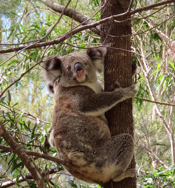 Koala