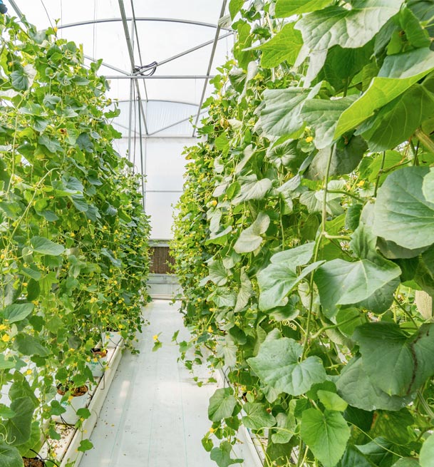 Vegetable Crop
