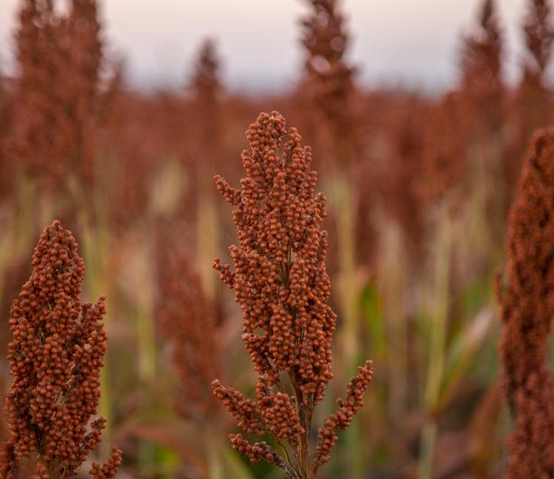Sorghum