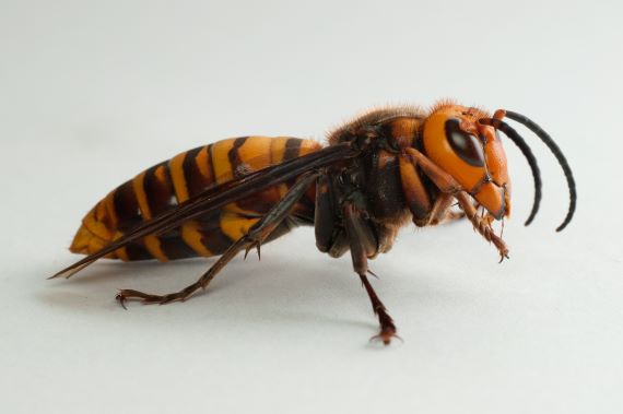 Japanese giant hornet (Image: Yasunori Koide, Wikimedia) Dorsal view of a male Japanese giant hornet