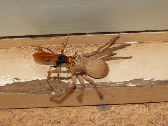 Spider wasp dragging a spider to it's nest (Image: Bill & Mark Bell, Flickr) An orange coloured wasp clutching a much larger grey hairy spider