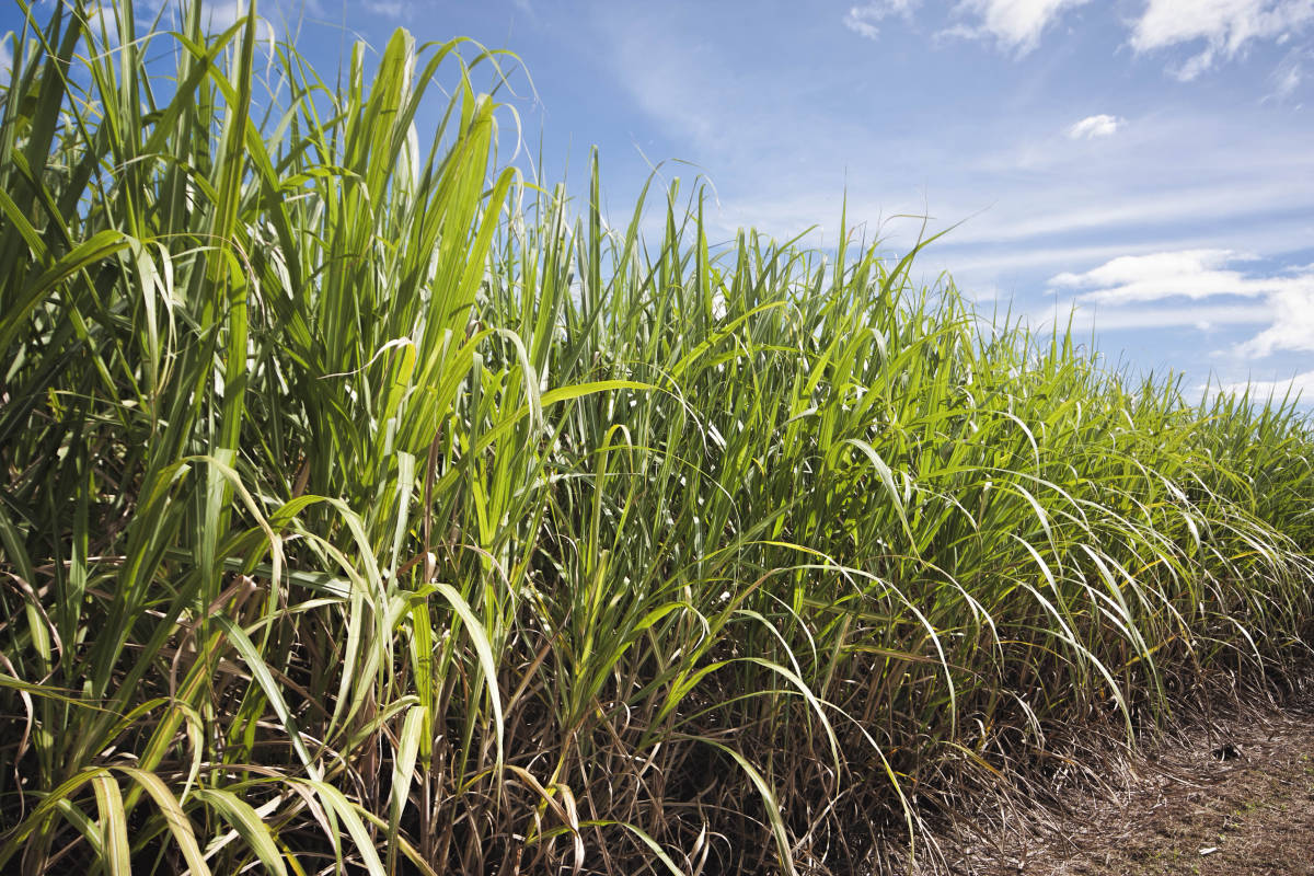 Sugarcane