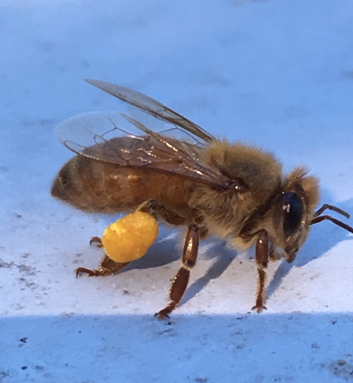 Honey