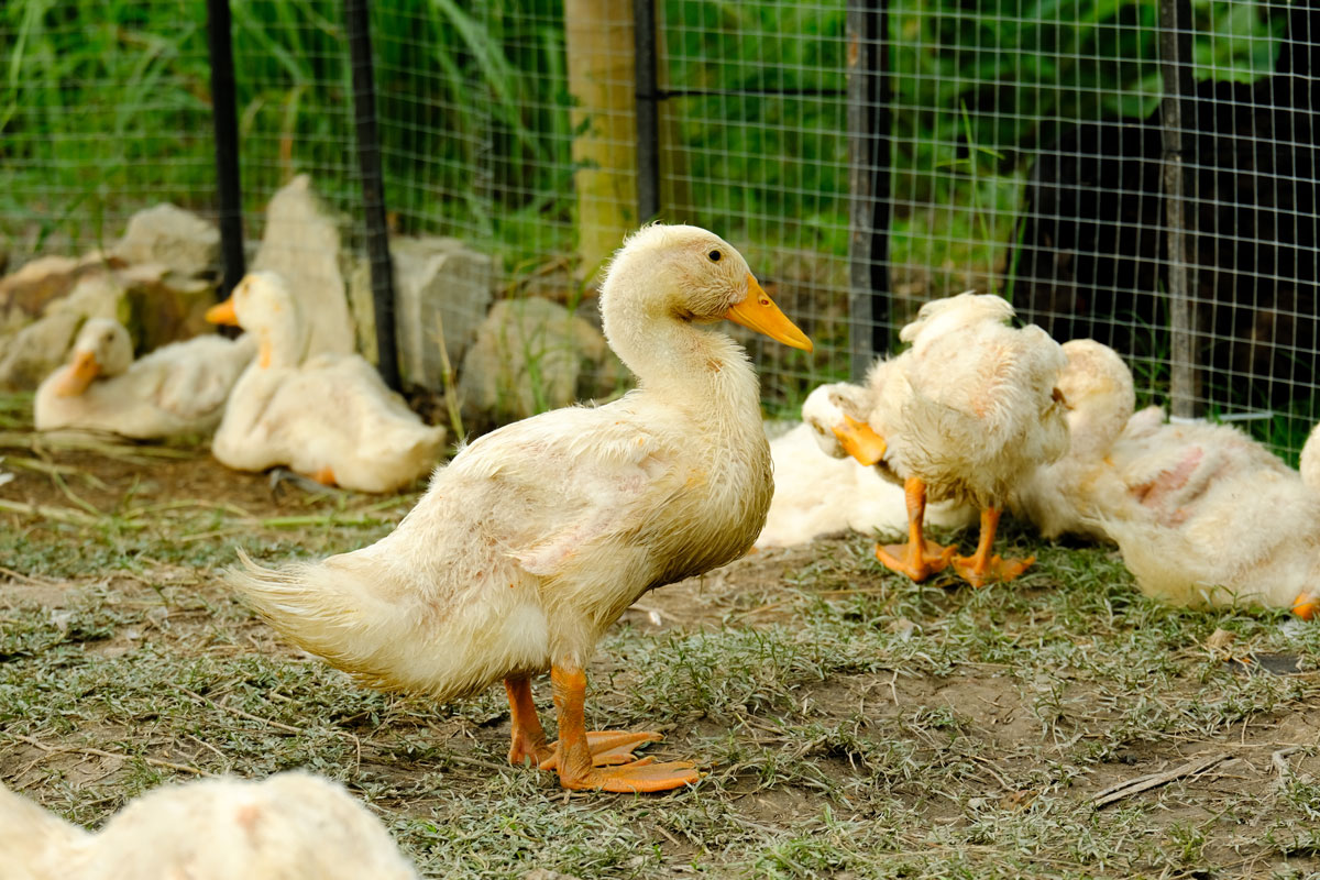 Poultry