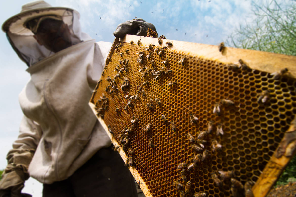 Honey