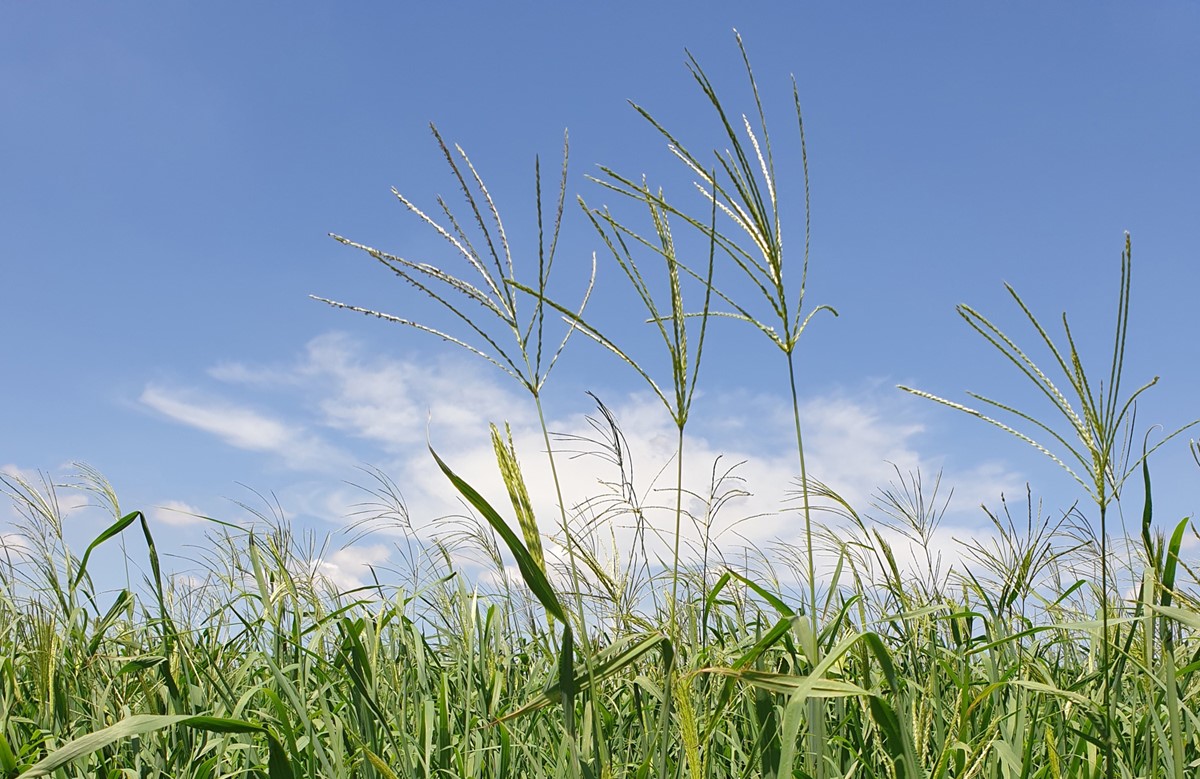 Grass in grazing pasture
