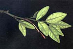 Zinc deficiency 1